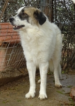 ANEZIA, Hund, Mischlingshund in Griechenland - Bild 1