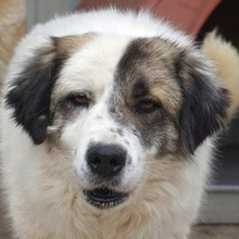ANEZIA, Hund, Mischlingshund in Griechenland - Bild 10