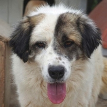 ANEZIA, Hund, Mischlingshund in Griechenland - Bild 11