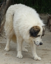 ANEZIA, Hund, Mischlingshund in Griechenland - Bild 12
