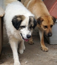 ANEZIA, Hund, Mischlingshund in Griechenland - Bild 13