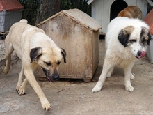 ANEZIA, Hund, Mischlingshund in Griechenland - Bild 14