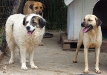 ANEZIA, Hund, Mischlingshund in Griechenland - Bild 15