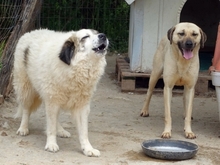 ANEZIA, Hund, Mischlingshund in Griechenland - Bild 16