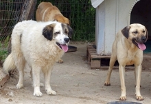 ANEZIA, Hund, Mischlingshund in Griechenland - Bild 17