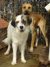 ANEZIA, Hund, Mischlingshund in Griechenland - Bild 2