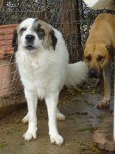 ANEZIA, Hund, Mischlingshund in Griechenland - Bild 3