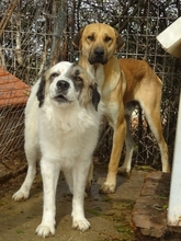 ANEZIA, Hund, Mischlingshund in Griechenland - Bild 5