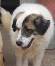ANEZIA, Hund, Mischlingshund in Griechenland - Bild 8