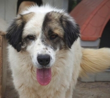 ANEZIA, Hund, Mischlingshund in Griechenland - Bild 9
