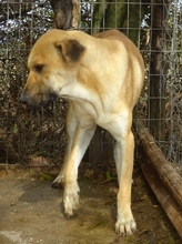 ERNY, Hund, Mischlingshund in Griechenland - Bild 2