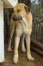 ERNY, Hund, Mischlingshund in Griechenland - Bild 3