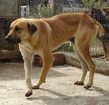 ERNY, Hund, Mischlingshund in Griechenland - Bild 4