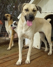 ELIA, Hund, Mischlingshund in Griechenland - Bild 1