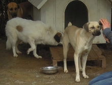 ELIA, Hund, Mischlingshund in Griechenland - Bild 10
