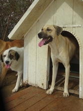 ELIA, Hund, Mischlingshund in Griechenland - Bild 2