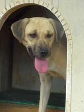 ELIA, Hund, Mischlingshund in Griechenland - Bild 3