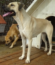 ELIA, Hund, Mischlingshund in Griechenland - Bild 4
