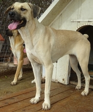 ELIA, Hund, Mischlingshund in Griechenland - Bild 5