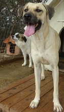 ELIA, Hund, Mischlingshund in Griechenland - Bild 6