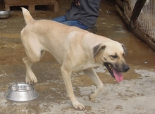 ELIA, Hund, Mischlingshund in Griechenland - Bild 7