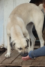 ELIA, Hund, Mischlingshund in Griechenland - Bild 8