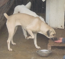 ELIA, Hund, Mischlingshund in Griechenland - Bild 9