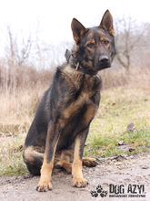 HANCOCK, Hund, Mischlingshund in Slowakische Republik - Bild 10