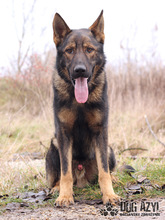 HANCOCK, Hund, Mischlingshund in Slowakische Republik - Bild 13