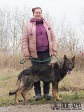 HANCOCK, Hund, Mischlingshund in Slowakische Republik - Bild 17