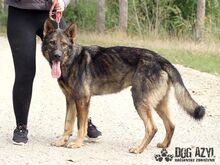 HANCOCK, Hund, Mischlingshund in Slowakische Republik - Bild 18