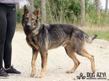 HANCOCK, Hund, Mischlingshund in Slowakische Republik - Bild 19