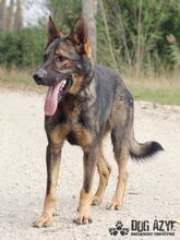 HANCOCK, Hund, Mischlingshund in Slowakische Republik - Bild 21