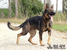 HANCOCK, Hund, Mischlingshund in Slowakische Republik - Bild 22