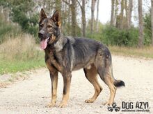 HANCOCK, Hund, Mischlingshund in Slowakische Republik - Bild 23