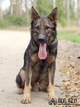 HANCOCK, Hund, Mischlingshund in Slowakische Republik - Bild 24