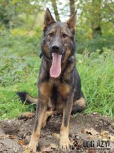 HANCOCK, Hund, Mischlingshund in Slowakische Republik - Bild 25
