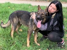 HANCOCK, Hund, Mischlingshund in Slowakische Republik - Bild 27