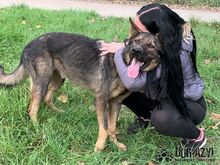 HANCOCK, Hund, Mischlingshund in Slowakische Republik - Bild 28
