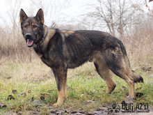HANCOCK, Hund, Mischlingshund in Slowakische Republik - Bild 3