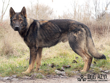 HANCOCK, Hund, Mischlingshund in Slowakische Republik - Bild 4
