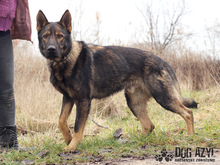HANCOCK, Hund, Mischlingshund in Slowakische Republik - Bild 5