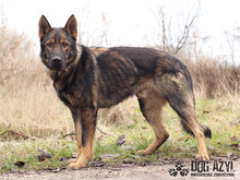 HANCOCK, Hund, Mischlingshund in Slowakische Republik - Bild 6