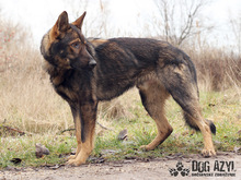 HANCOCK, Hund, Mischlingshund in Slowakische Republik - Bild 7
