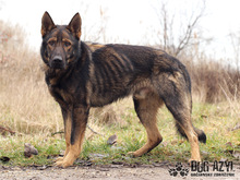 HANCOCK, Hund, Mischlingshund in Slowakische Republik - Bild 8