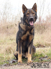 HANCOCK, Hund, Mischlingshund in Slowakische Republik - Bild 9
