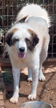 AMMOS, Hund, Mischlingshund in Griechenland - Bild 1