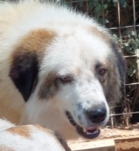 AMMOS, Hund, Mischlingshund in Griechenland - Bild 3