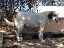 AMMOS, Hund, Mischlingshund in Griechenland - Bild 4