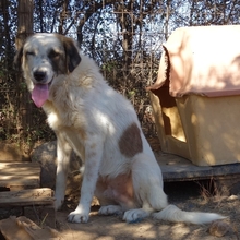 AMMOS, Hund, Mischlingshund in Griechenland - Bild 5